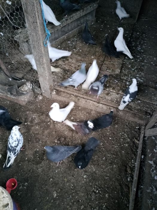 Porumbei de vânzare