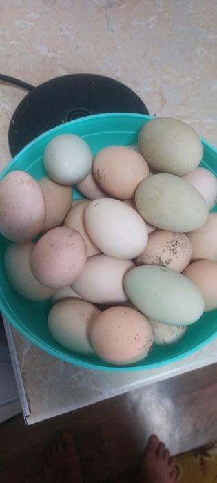 Инкубационные яйца