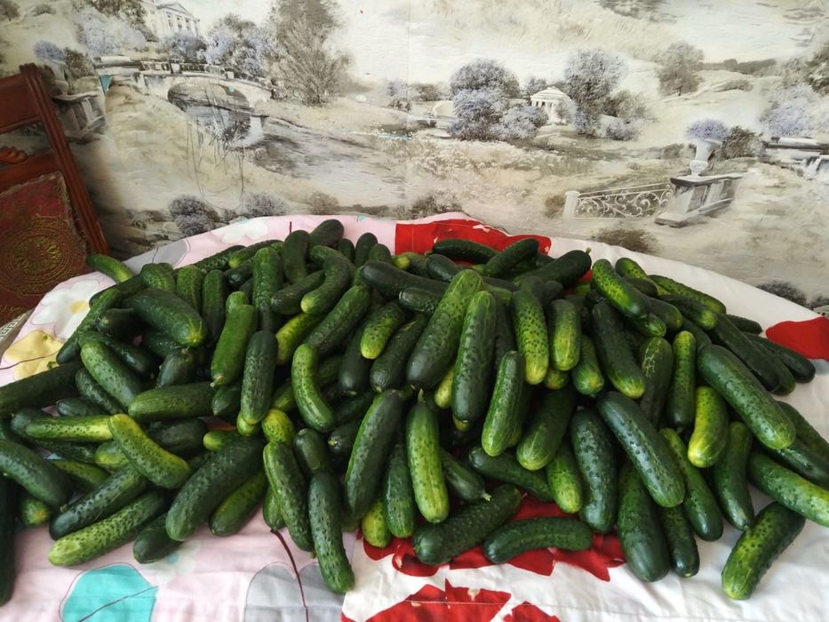 Огурцы для засолки