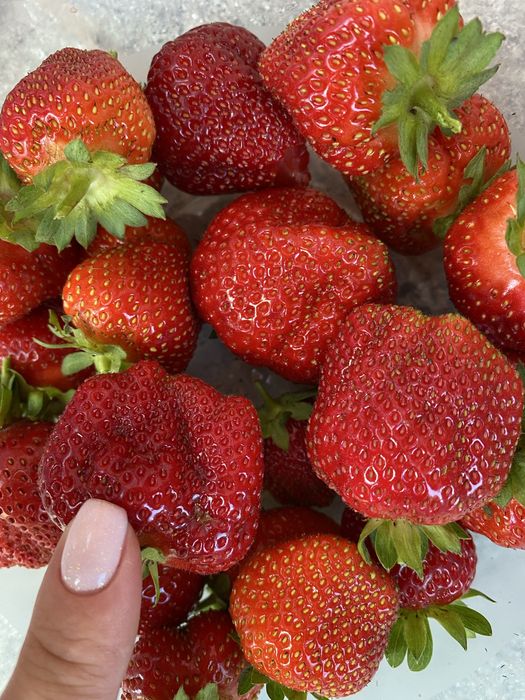 Продам саженцы клубники