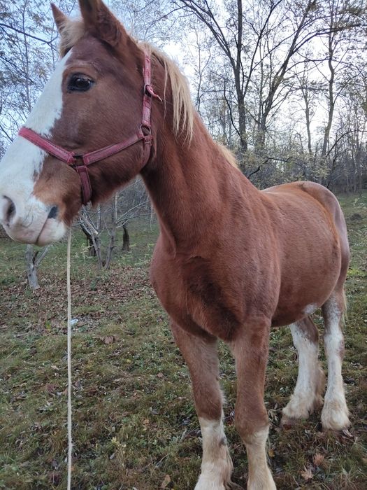 Cal semi greu de vanzare