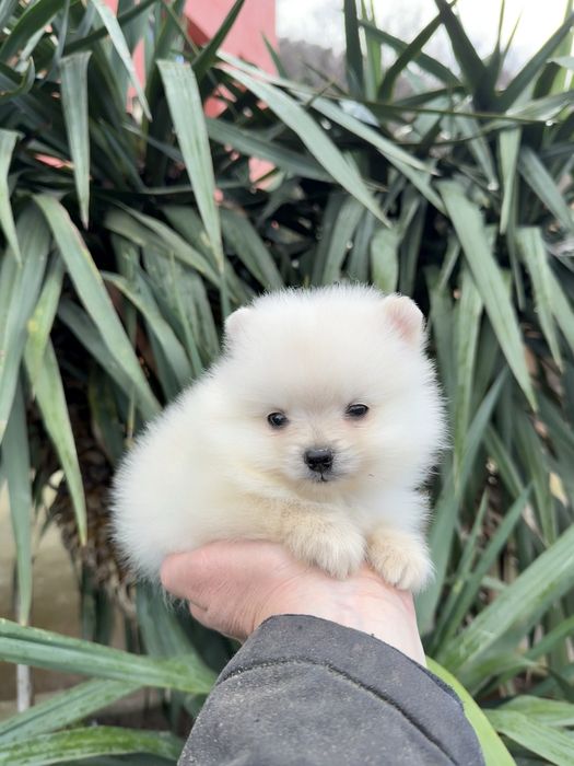 Померан мини момче. Померанче