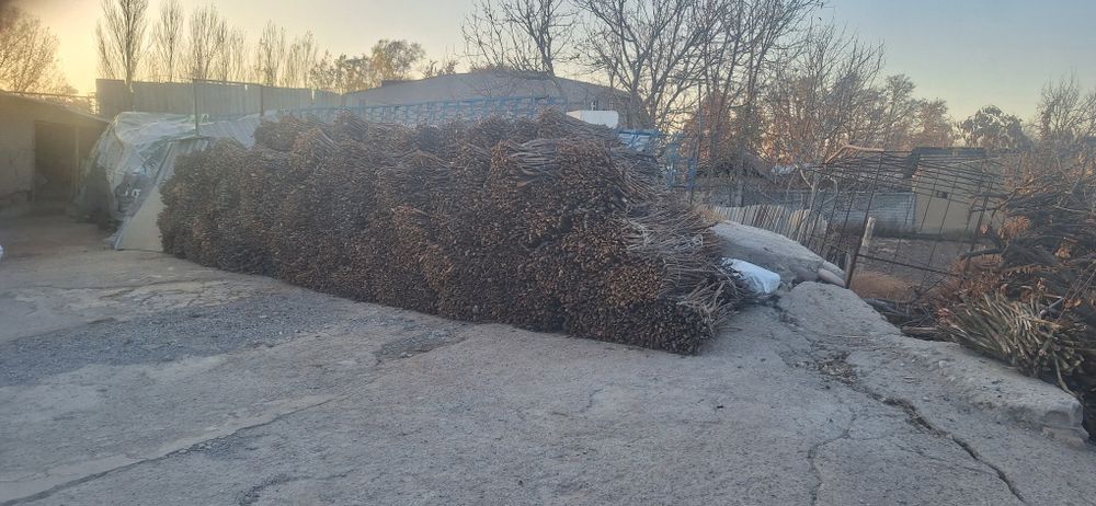 Утин сотилади богламда мевали дарахтики