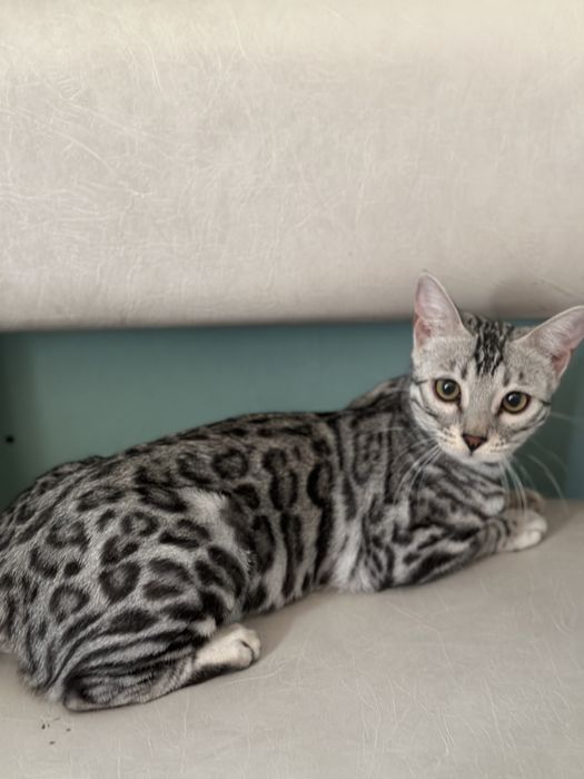 Бенгальска кошечка