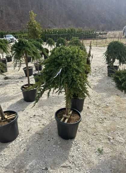 Plante Decorative Viguroase – Verificare Video și Montaj pe Loc