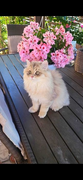 Fetita british longhair blue golden cu pedigree