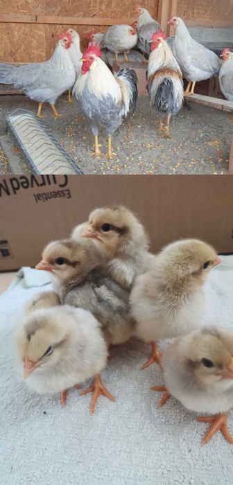 Puișori diferite rase