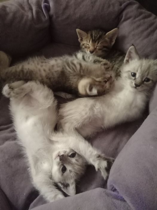 Котят отдам в добрые руки