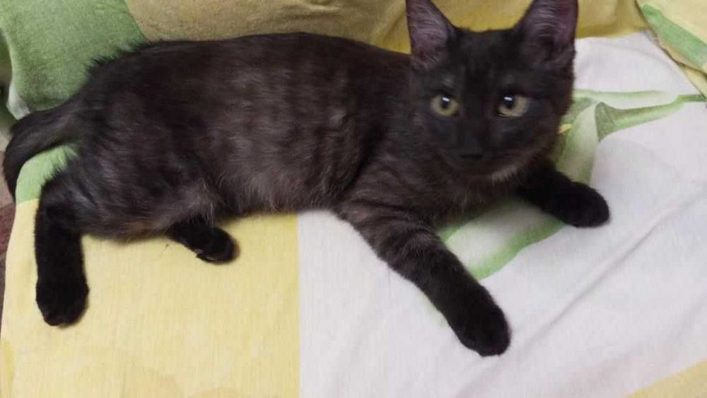 Ищем любящих хозяев котятам