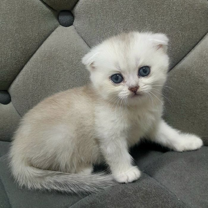 Продаются два серебристых котёнка,шиншилла.