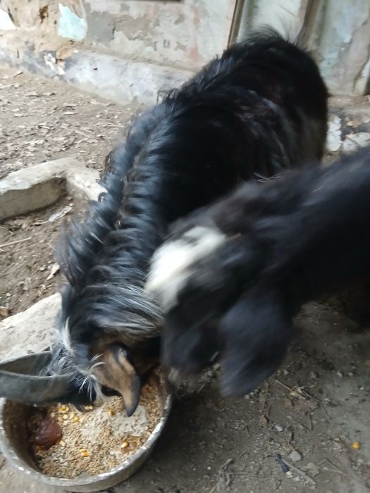 Ешки и Серке сатылады