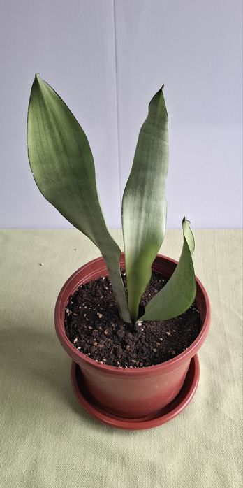 Продам свои комнатные растения