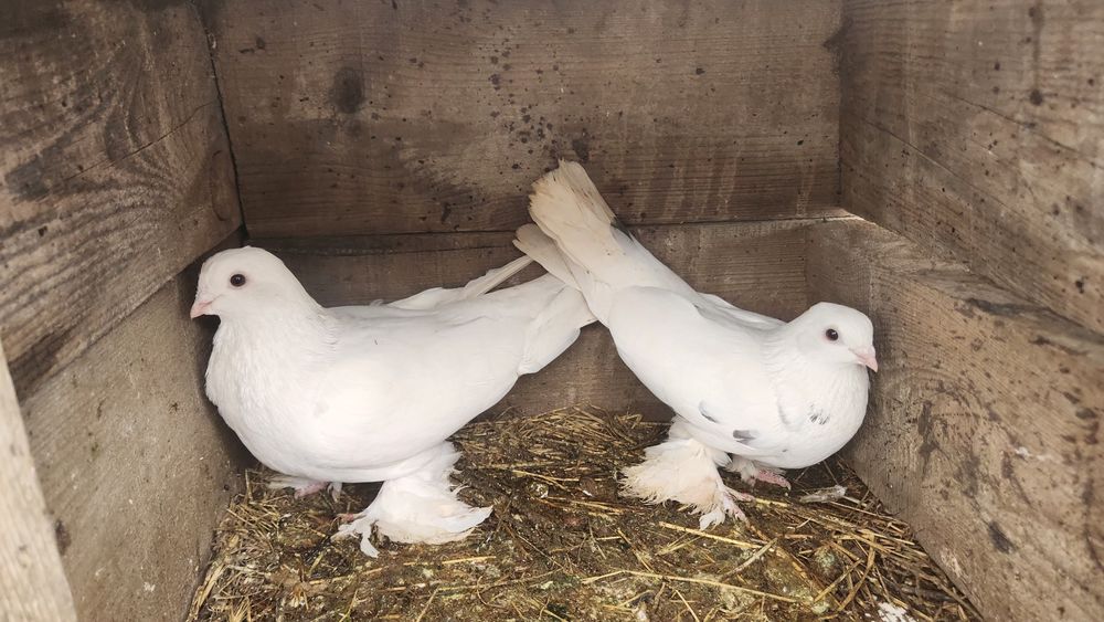 Срочно келисемз доставка бар