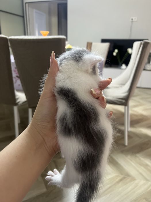 Отдаю котенка в добрые руки