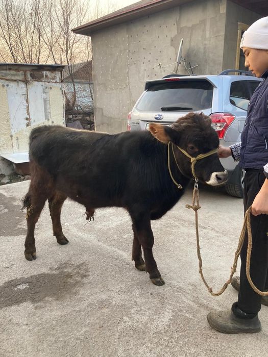 Продам Алатау быка