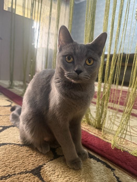 Скотш страйт девочка