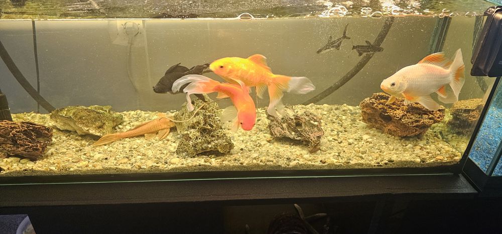 Pesti acvariu exotici