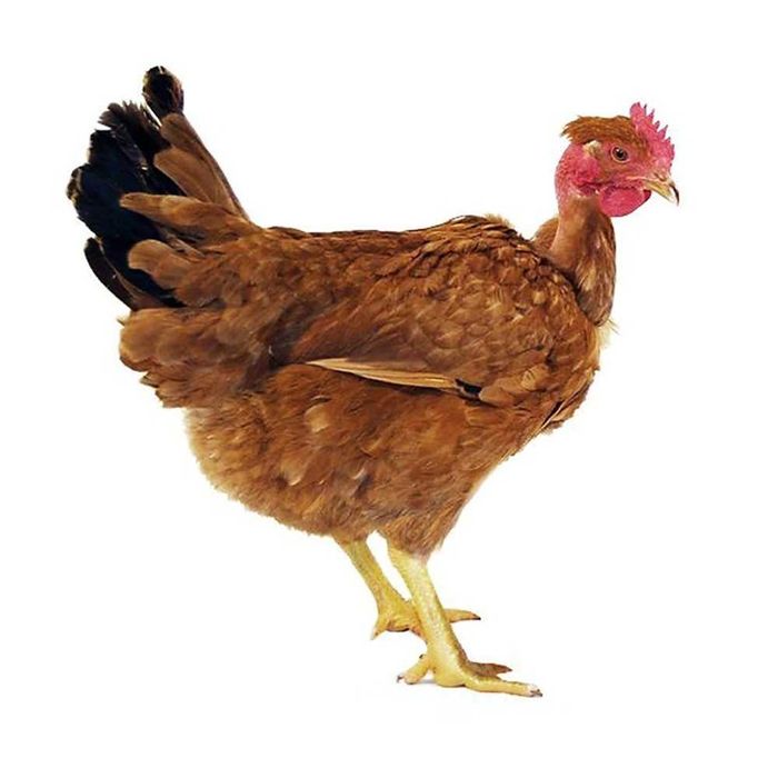 Яйцо инкубационное всех птиц