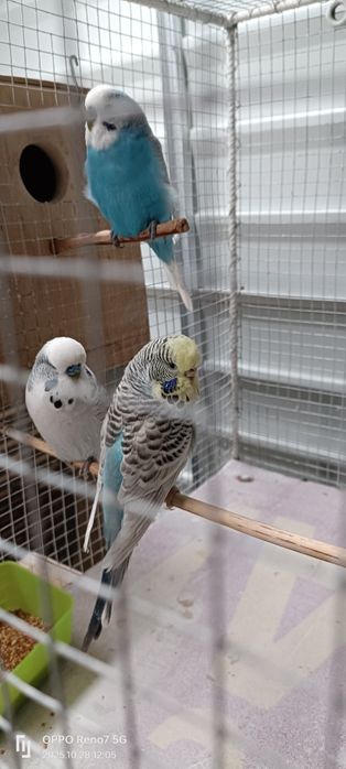 Canari de cantec și peruși