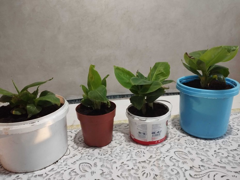 Бананы  и Ананасы плодоносящие