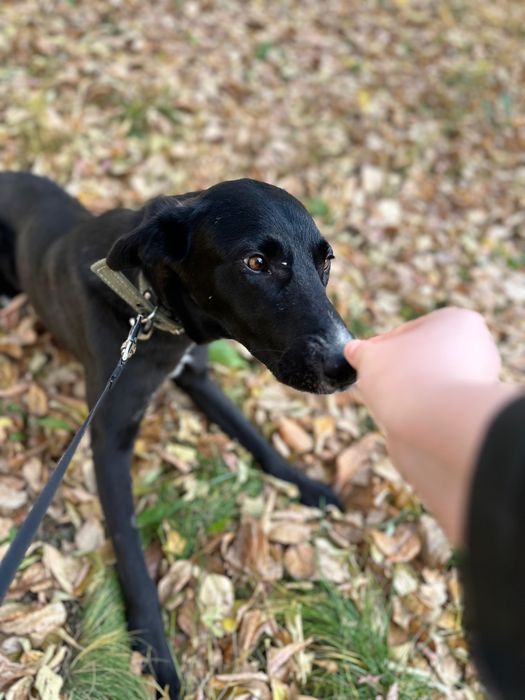 Ищем семью для Сириуса