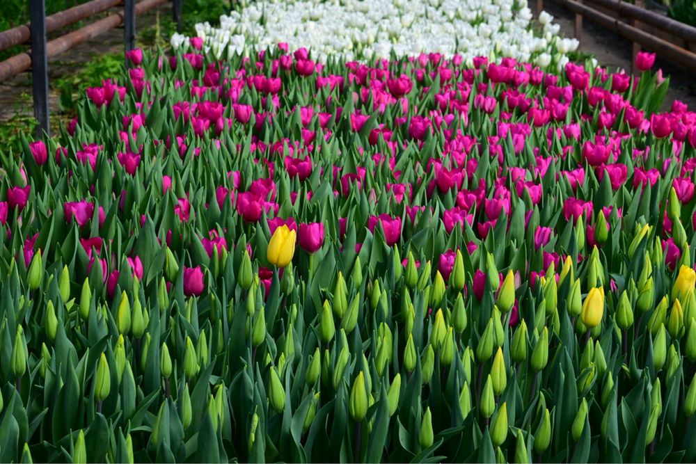 Тюльпаны Алматы