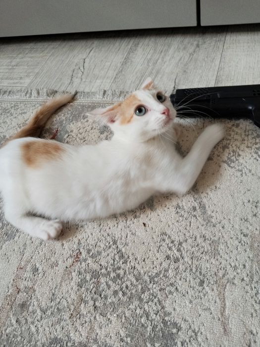 Котенок девочка ровно 4 месяца