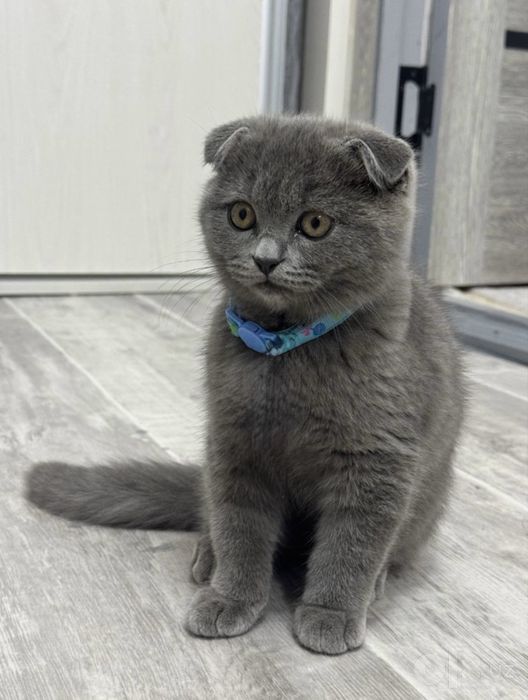 Продается котенок братанакий скоттиш фолд вислоухий