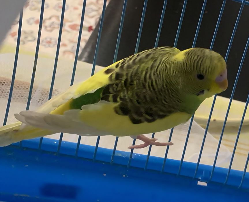 Попугай: толкын [волнистые]