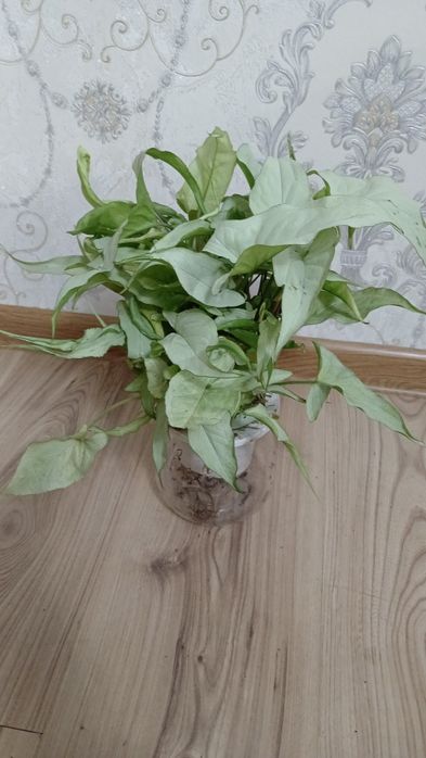 Антуриум комнатные цветы