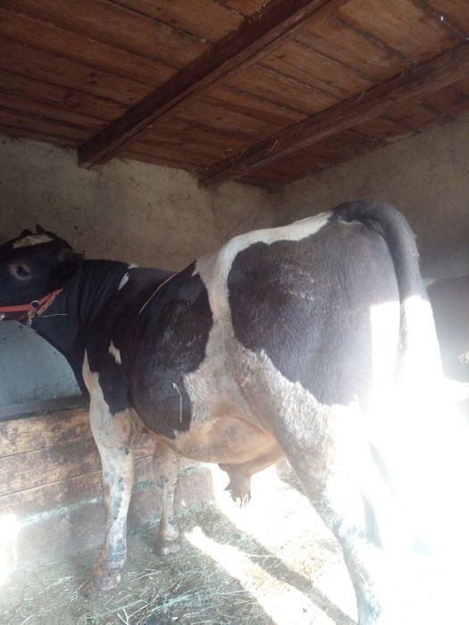 Tauri.Disponibili