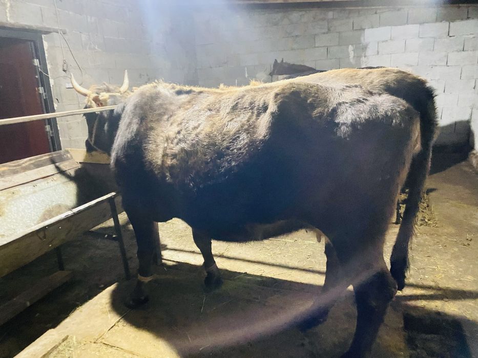 Продам корову