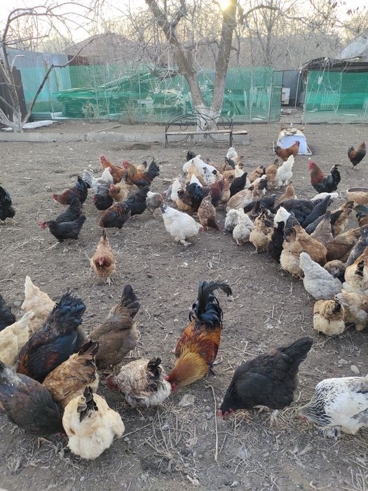 Продам инкубационные яйца