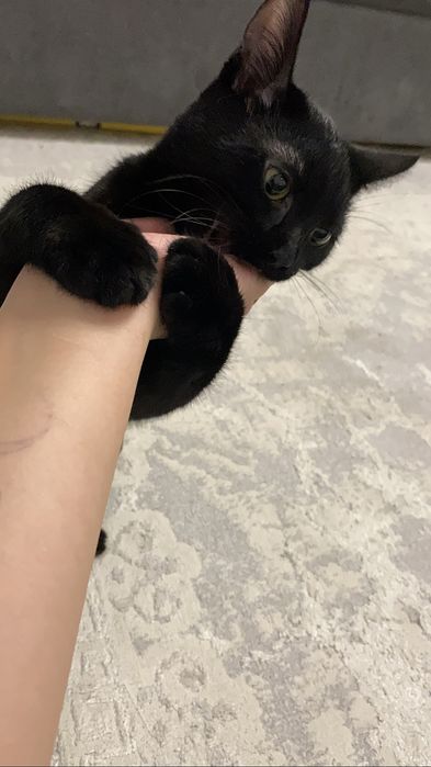 Отдаю котенка в хорошие руки