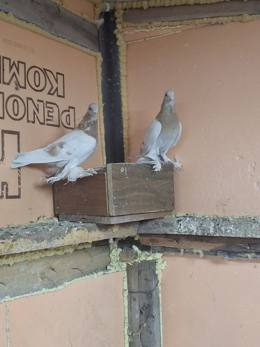 Продам голубей игра гребля тяга