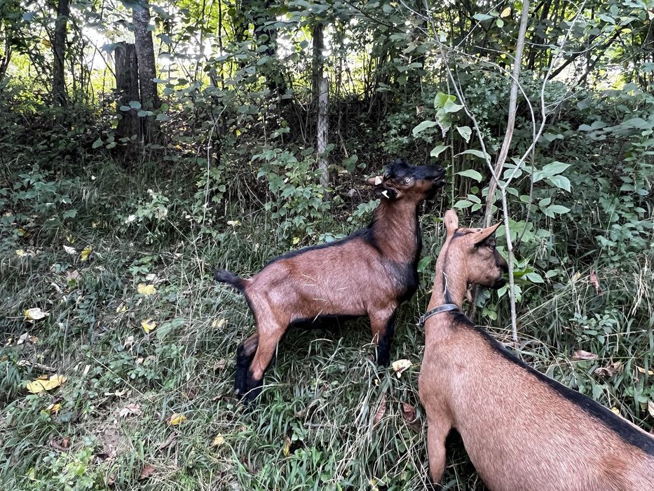 Țap alpin francez 2025