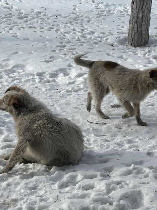 Щенята в добрые руки
