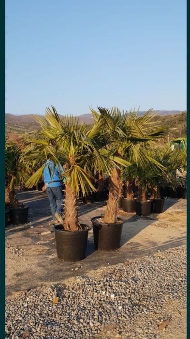 Vând palmieri trachycarpus fortunei rezistenți la îngheț