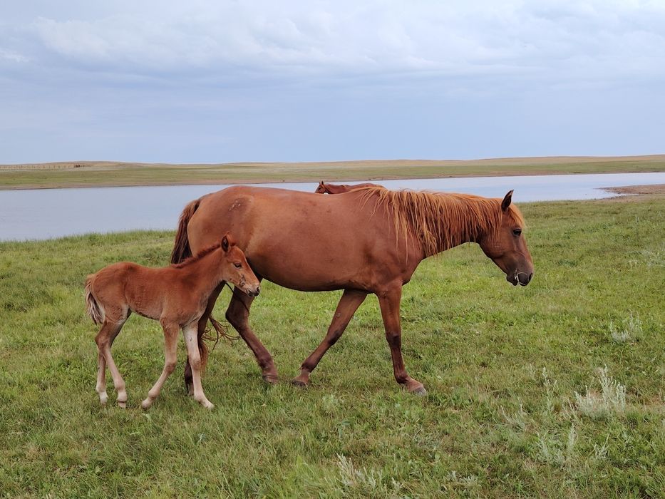 Кобыла с жеребенком