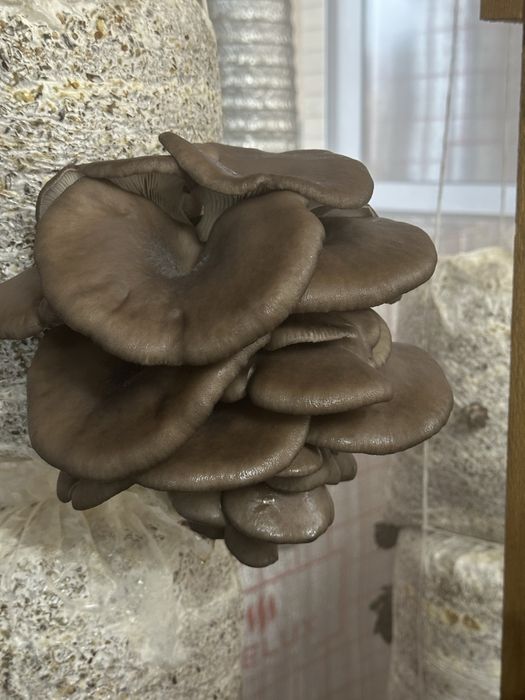 Qo’ziqorin sotiladi