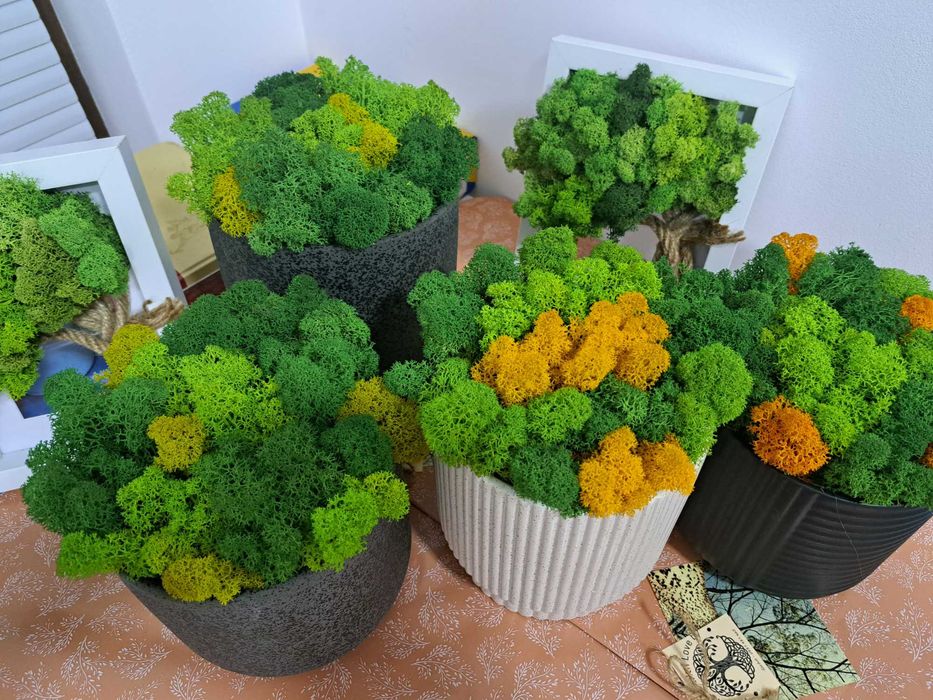 Кашпа със Скандинавски мъх