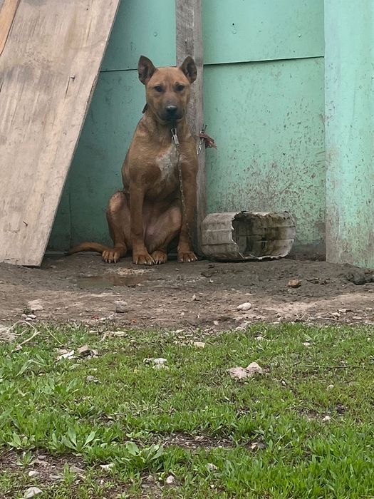 Американски пит бул