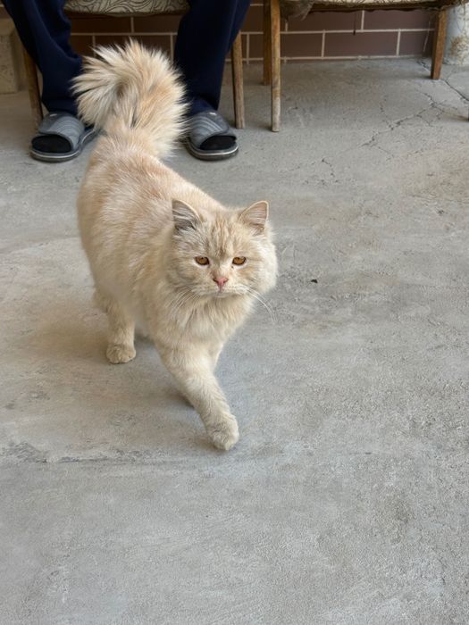 Кошка Даром.                                                        .