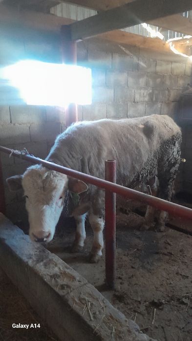 Бычок на племя. .