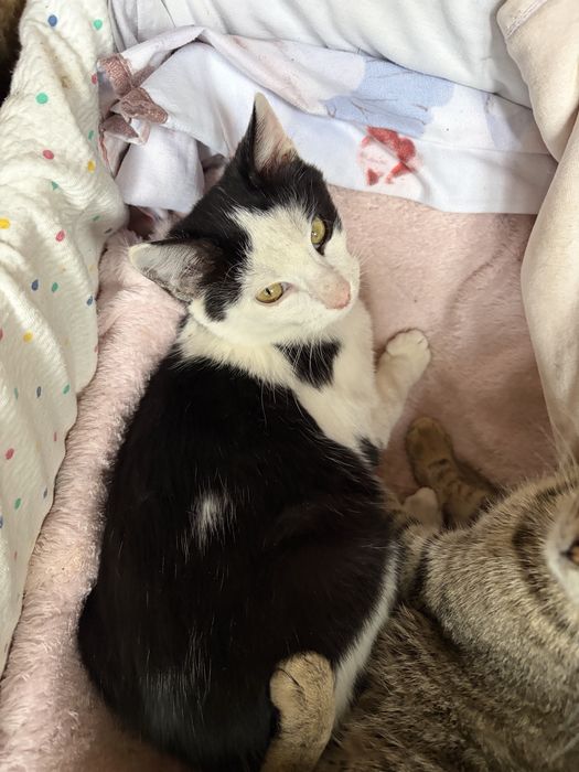 doi puiuti de 4 luni isi cauta casuta-adoptie gratuita