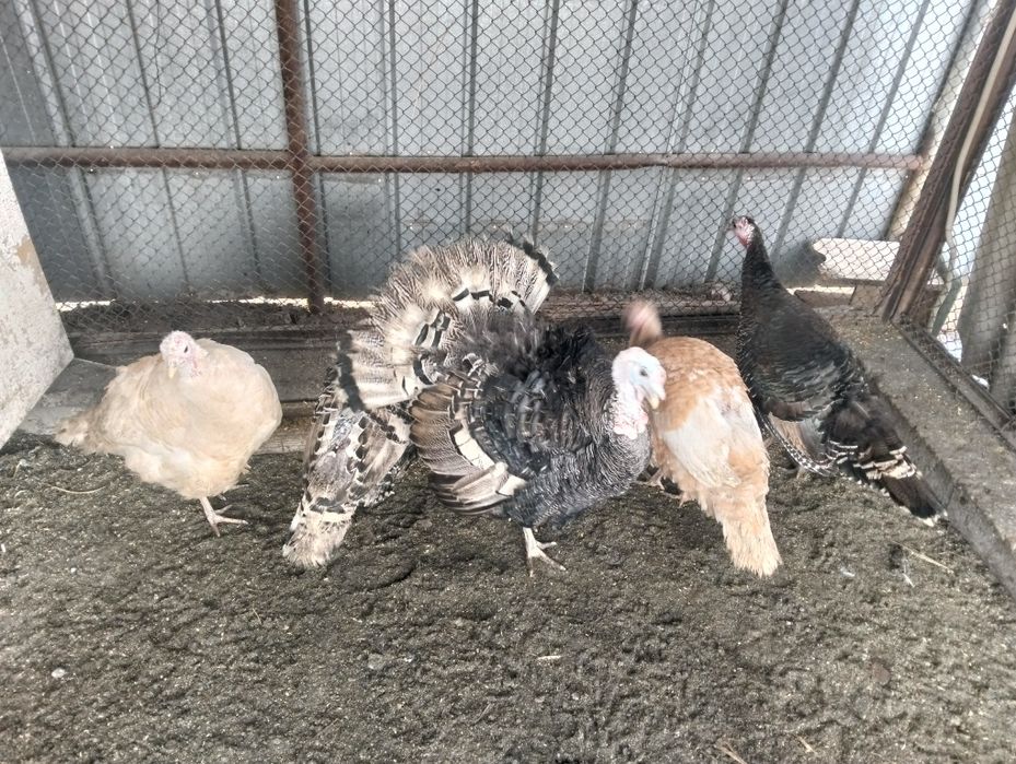 Продам индюков..