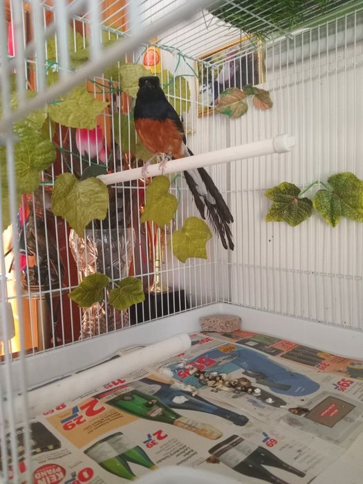 Дрозд Шама шама.