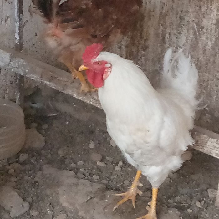 Продаю питух 80 000 сом