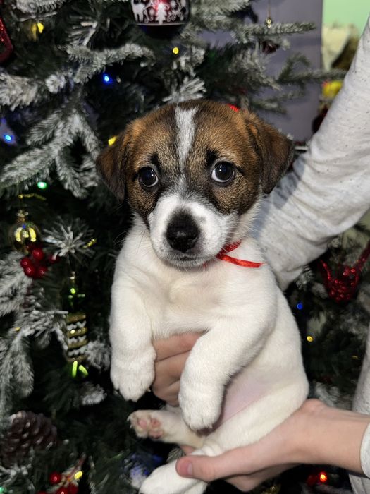 Щенок девочка Джек Рассел