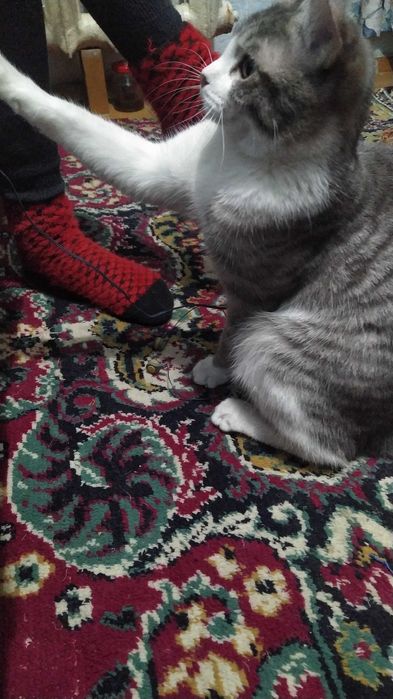 Лучик ищет любящую семью.